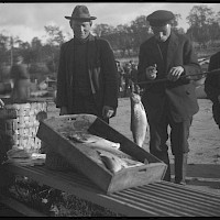 Siken från "pauvorna" säljs på Gamlakarleby fisketorg år 1924.  Foto: Curt Segerstråle.  Svenska Litteratursällskapets samlingar, sls.finna.fi SLS 388_110